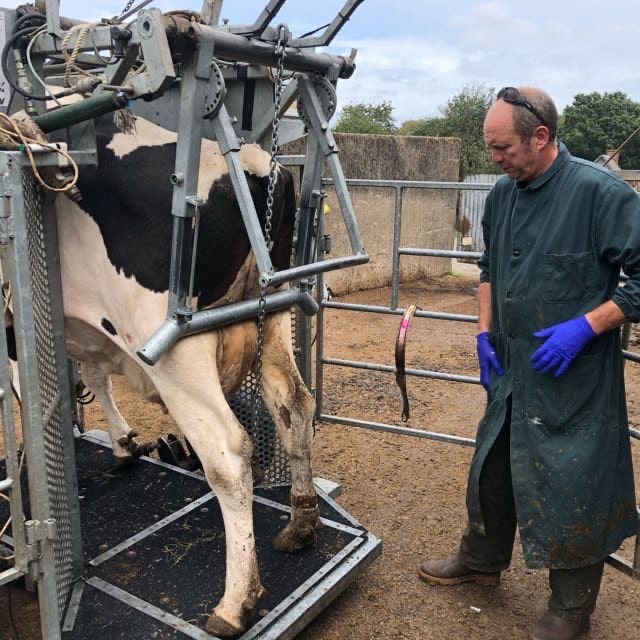 Photo d'un professionnel qui intervient sur une vache