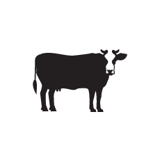 Illustration d'une vache