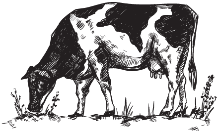 illustration graphique d'une vache