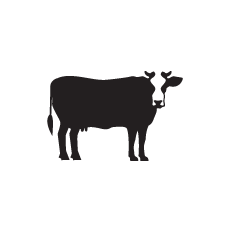 illustration d'une vache